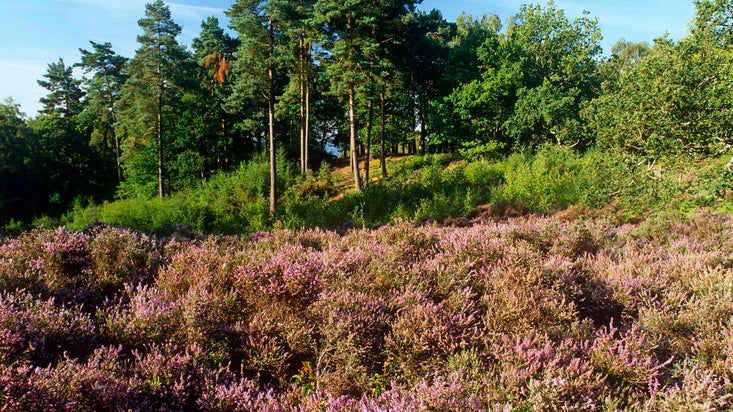 Pink heather flowers, with tall trees beyond, on the hillside of the Ridge at Finchampstead Ridges, Runnymede in Surrey